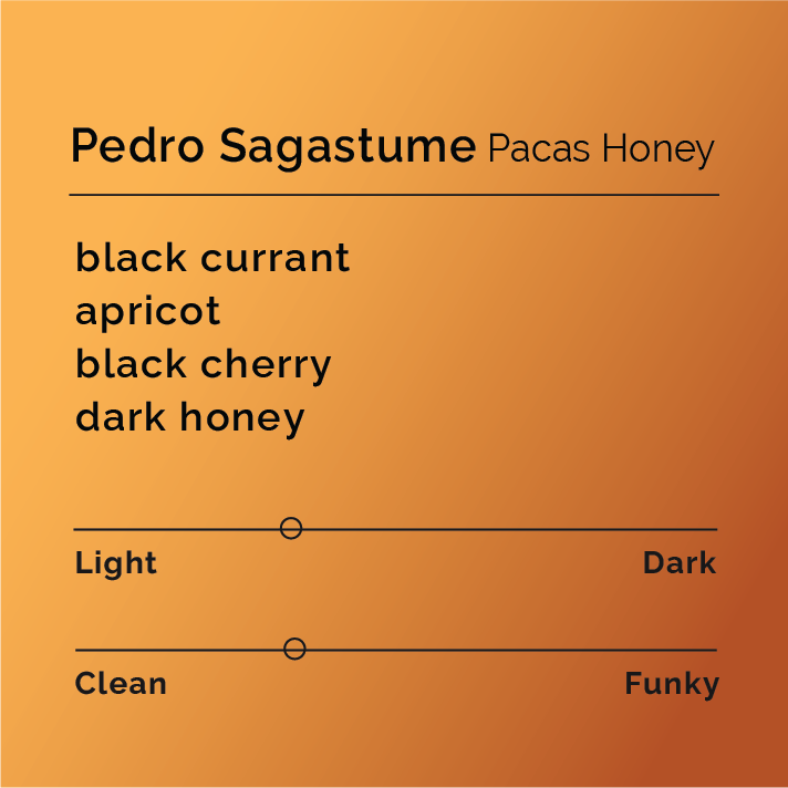 Product label for Pedro Sagastume - Pacas Honey with flavor description, clean funk, and lighter roast, on a color gradient background.