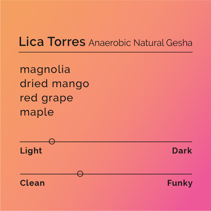 Lica Torres - Anaerobic Natural Gesha coffee beans from El Division farm, showcasing innovative fermentation techniques and unique floral and fruity flavors.